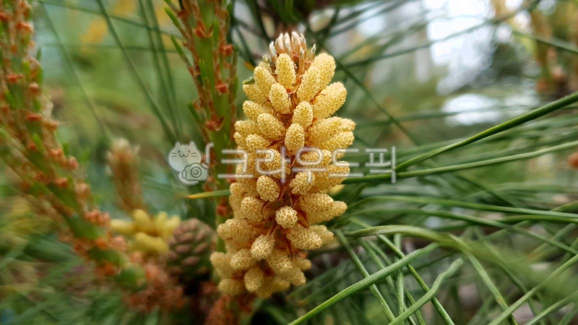 소나무, 육송, 적송, redpine, pinetree, 사진,이미지,일러스트,캘리그라피 - 낙서쟁이작가