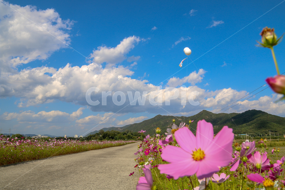코스모스,풍경,꽃길,자연,꽃,경기도,코스모스축제,cosmos,flower,flowergarden,자연,풍경,nature,landscape