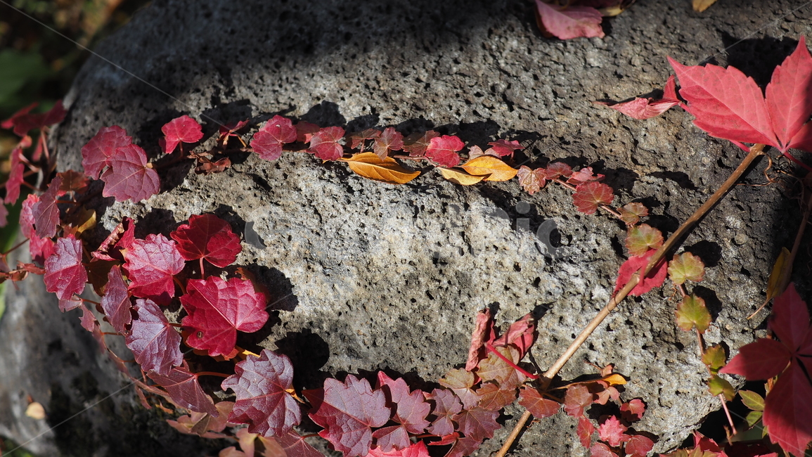 식물,잎,단풍,가을,덩쿨,leaf,plant,autumn,vine,가을,계절,fall,autumn,season,ground,바닥