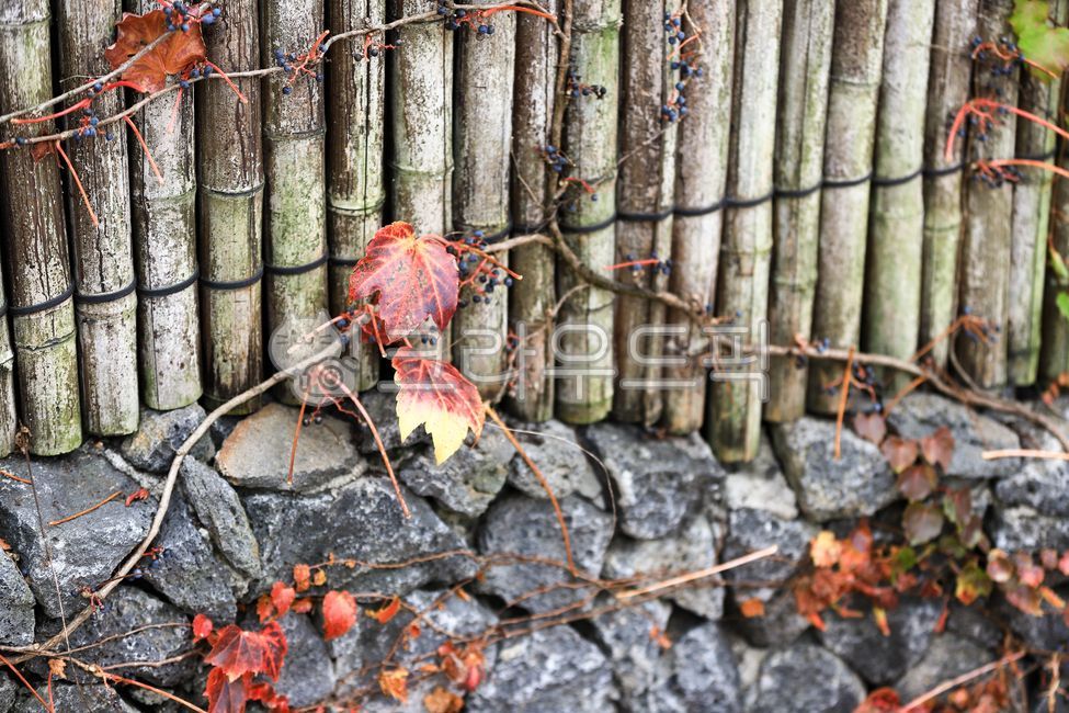 담쟁이단풍,가을,담장,담쟁이,울타리