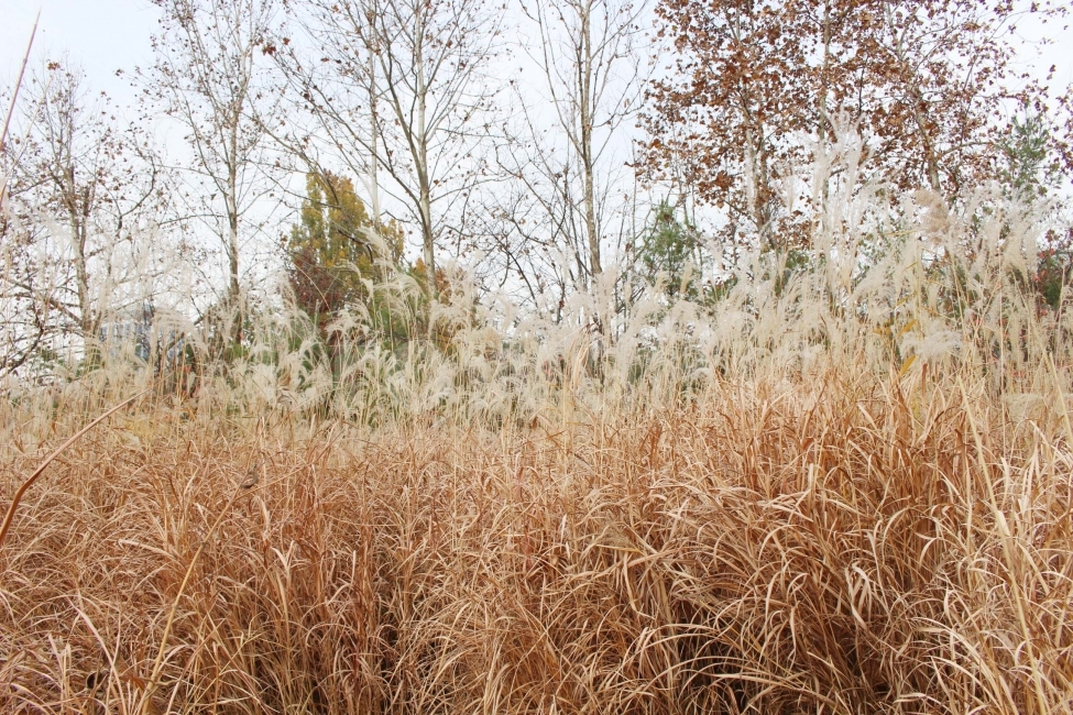 갈대,억새,억새풀,가을,식물,자연,야생,공원,정원,나들이,소풍,자연,풍경,nature,landscape,가을,계절,fall,autumn,season,plant,grass,잔디,lawn,reed