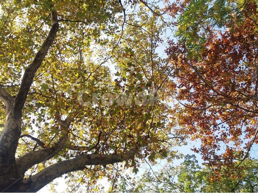 가을,낙옆,나무,가을하늘,나뭇잎,가을,계절,fall,autumn,season,식물,자연,plants,nature,나무,trees,wood,tree,plant,tree trunk,나무 줄기