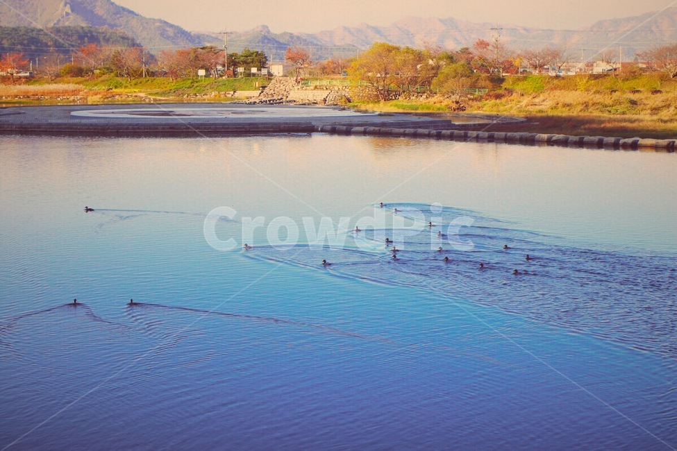 색감,감성사진,강,오리,휴식,자연,풍경,nature,landscape,한국자연풍경,한국자연경관,korea nature landscape,동물,animal,조류,새,birds,water,물,outdoors,옥외