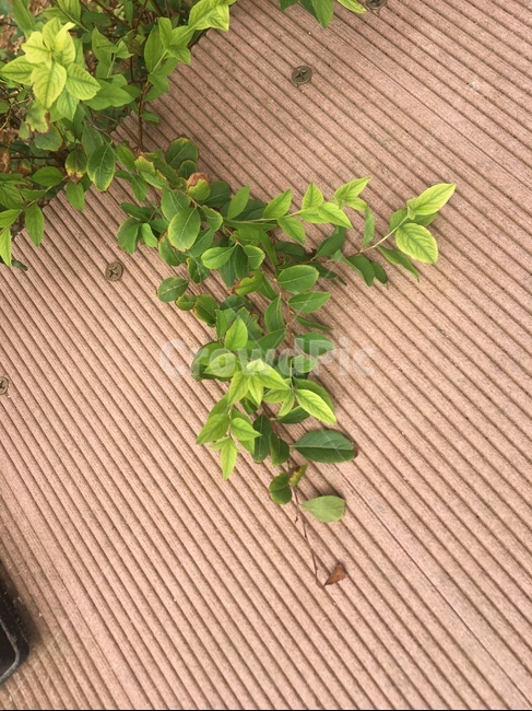 나뭇잎,감성,summer,휴식,힐링,식물,자연,풍경,바닥,나무