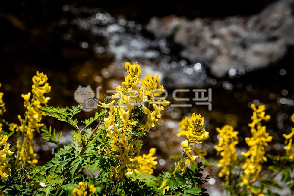 plant,식물,산괴불주머니,blossom,flower,꽃,현호색과,현호색속,Corydalis,speciosa