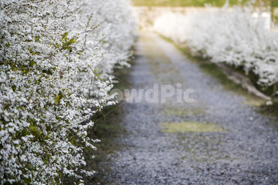 봄꽃,꽃,흰꽃,도로,길,자갈길,봄,계절,spring,season,자연,풍경,nature,landscape