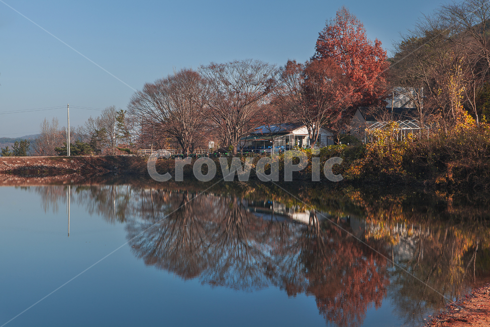 메타세콰이어,가을,가을색,호수,연못,빛,안개,물안개,새벽,여명,전원,전원주택,시골,농촌,농가,농사,농업,송곡지,불장골,반영,가을빛,metasequire,pond,lake,빛내림,저수지,falloflight,countryside,countrylife,ruralarea,agriculture,reflection,가을,계절,fall,autumn,season,자연,풍경,nature,landscape,water,물,outdoors,옥외