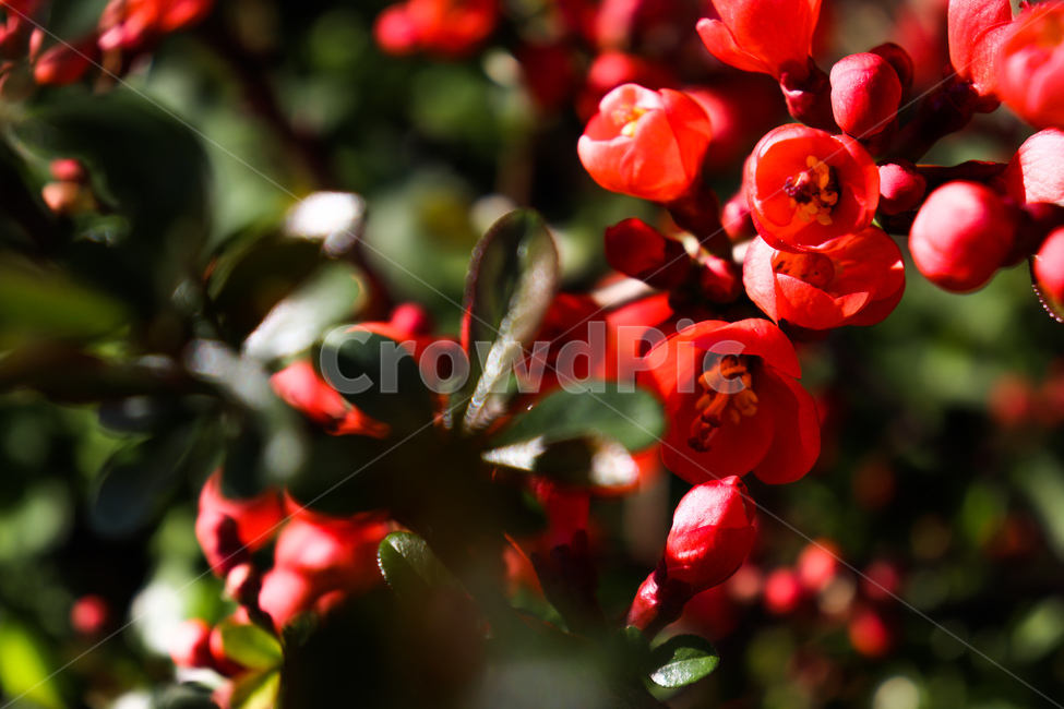 꽃나무,빨간꽃,제라늄,geranium,flower,꽃잎,blossom,꽃,petal,식물,plant,자연,nature,summer,spring,autumn,season,나무,tree,플라워