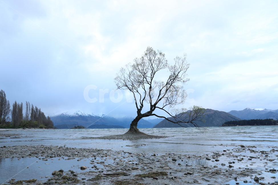나무,나홀로나무,호수,tree,naholochia,lake,자연,풍경,nature,landscape,plant,식물,tree trunk,나무 줄기