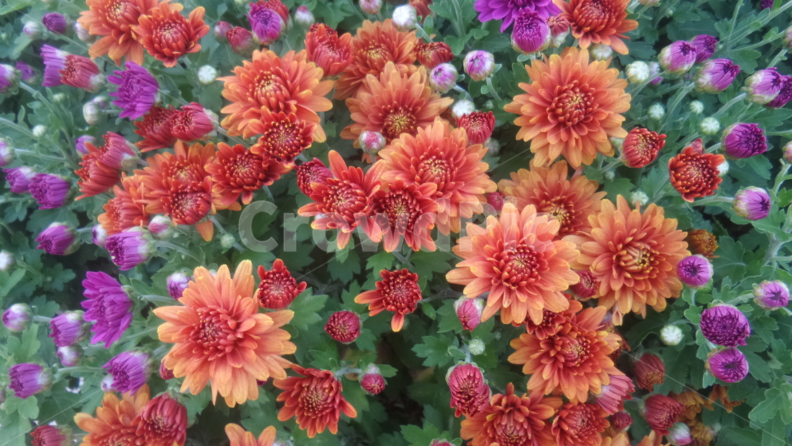 국화,소국,다년생초본식물,오상고절,황화,관상용,식물,자연,plants,nature,꽃,flower