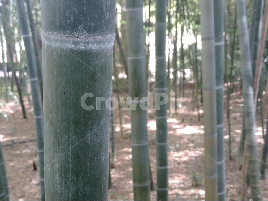 대나무,대나무숲,bambu,대나무마디,대나무줄기,쭉뻣은대나무,곧은대나무,대나무밭,bamboogrove,abamboojoint,식물,자연,plants,nature