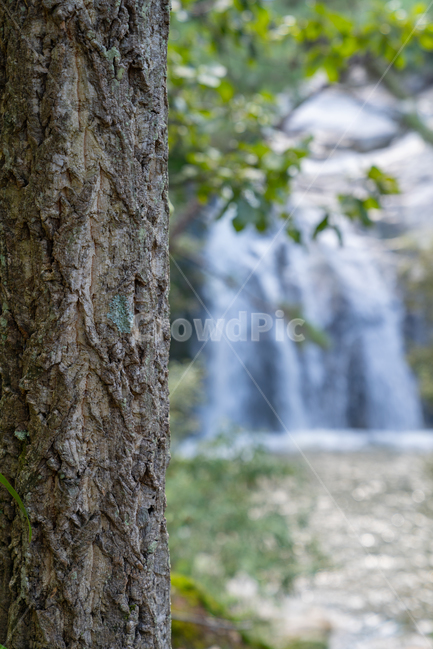 나무,폭포,가을,계곡,질감,감성,자연,풍경,nature,landscape,tree,plant,식물,tree trunk,나무 줄기