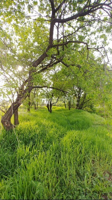들판,풀밭,초지,목초지,초록,자연,5월,들,녹색,초여름,잔디,grassland,grass,field,자연,풍경,nature,landscape,outdoors,옥외,farm,농장,rural,농촌