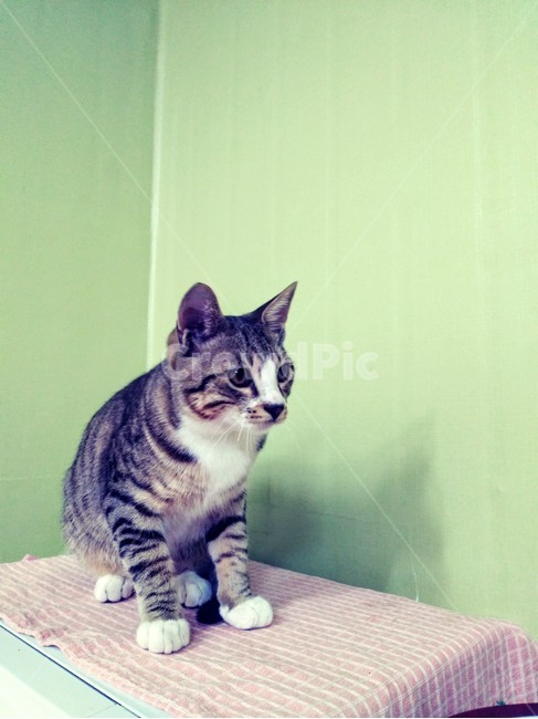 동물,고양이,펫,cat,pet,반려동물