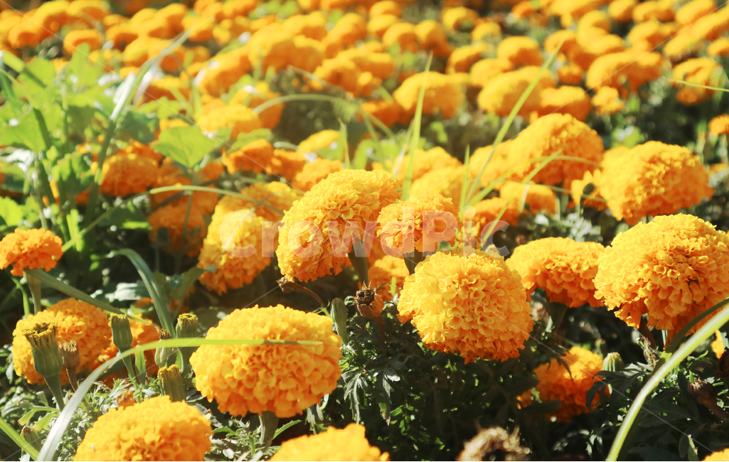 plant,식물,flower,꽃,꽃밭,yellow,노랑,노란색,식물,자연,plants,nature,꽃,flower