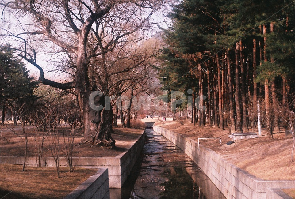 겨울,덕수궁,나무,자연,풍경
