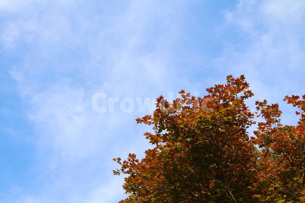 가을,하늘,단풍,잎,tree,가을,계절,fall,autumn,season,나무,plant,식물,leaf