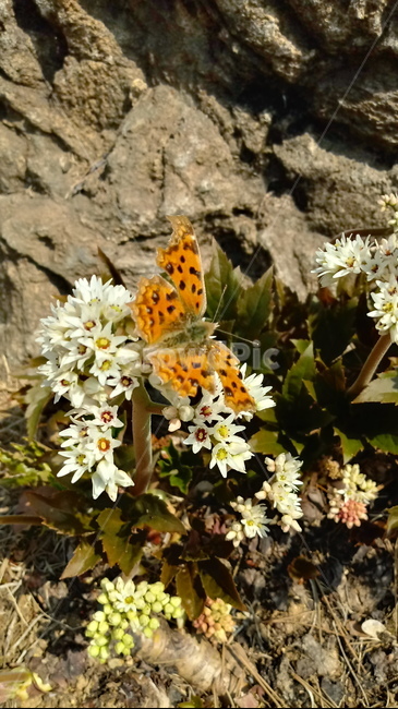 식물,나무,꽃,plant,blossom,flower,장장포,부처손,돌단풍,돌나리,추엽초,노호장,나비