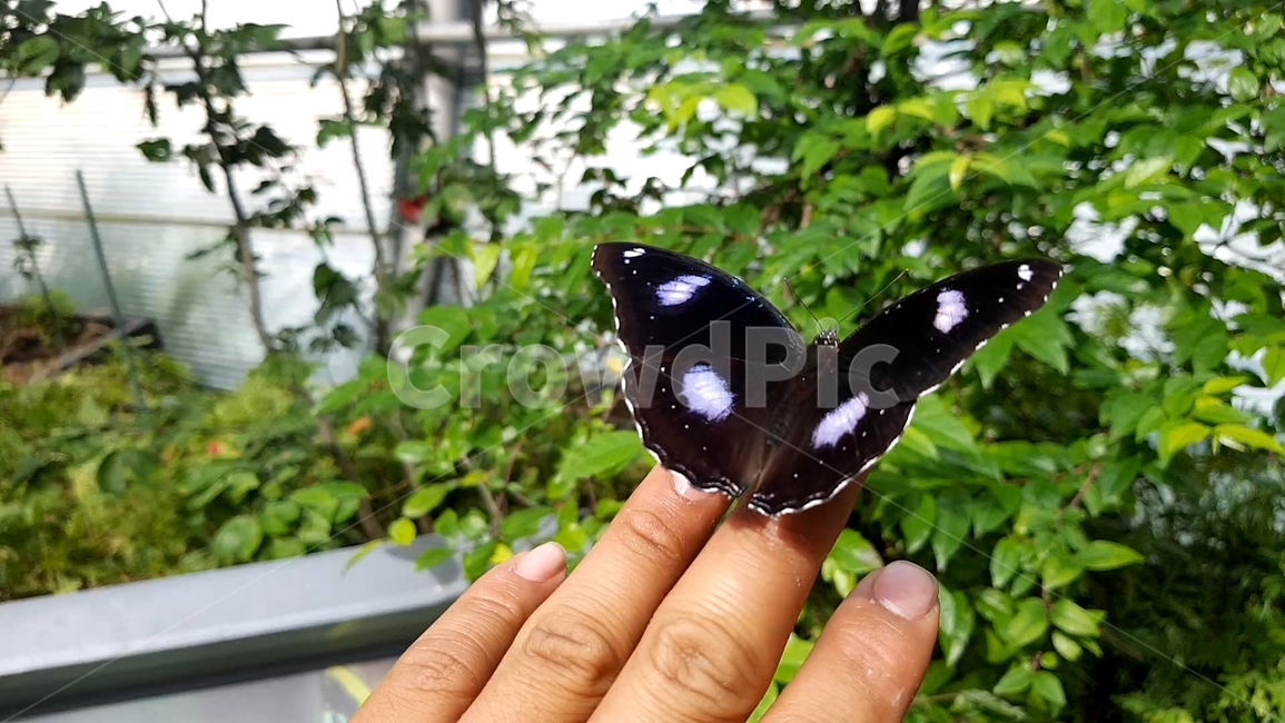 consensus,black butterfly,bug,butterfly,insect