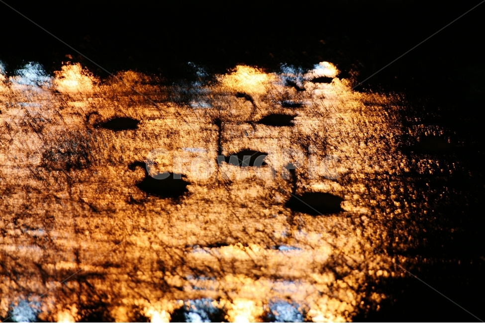 고니,휴식,밤,철새,새,야경,밤,풍경,nightscape,night,landscape,동물,animal,조류,새,birds
