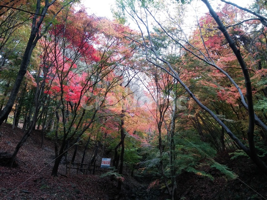 단풍,가을,산,나무,식물,가을,계절,fall,autumn,season