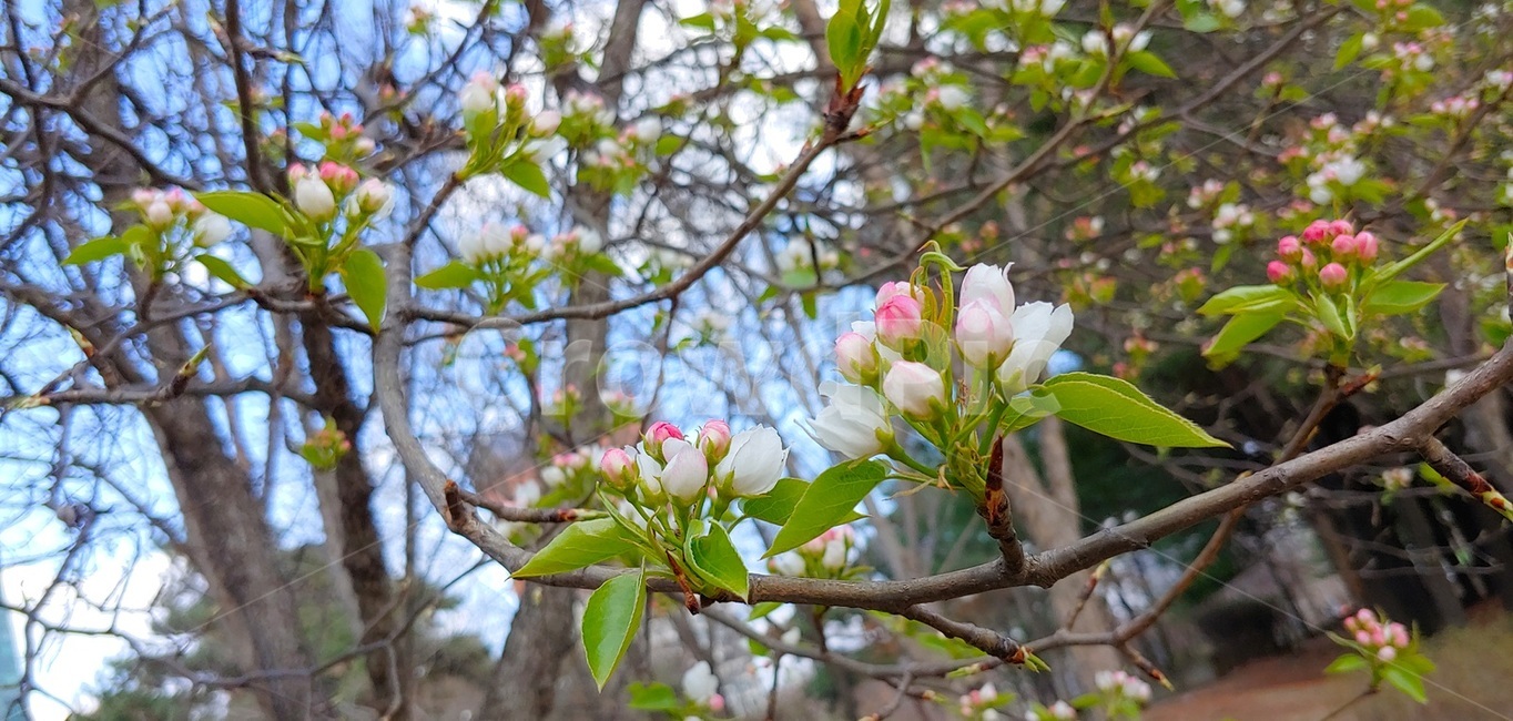 봄,꽃,꽃나무,새싹,꽃봉오리,식물,자연,plants,nature,꽃,flower