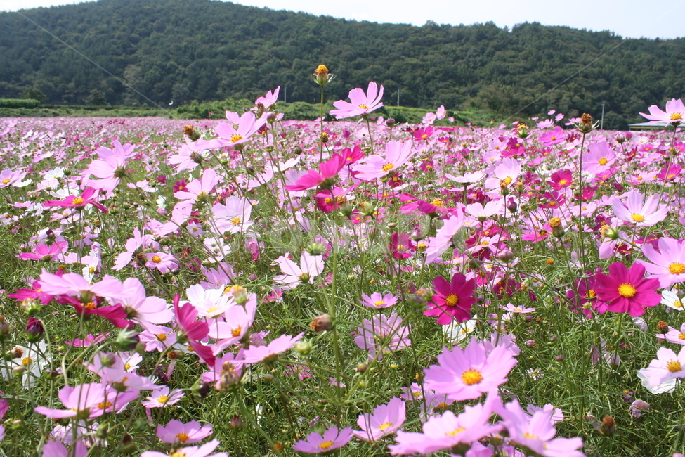 코스모스,식물,plant,아름다움,가을,추석,가을,계절,fall,autumn,season,식물,자연,plants,nature,꽃,flower
