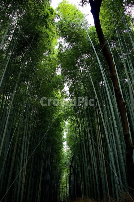 대나무,대나무숲,숲,치쿠린,교토치쿠린,bamboo,green,forest,bambooforest,자연,풍경,nature,landscape,plant,식물