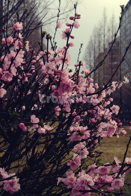 plant,식물,blossom,flower,꽃,식물,자연,plants,nature,꽃,flower