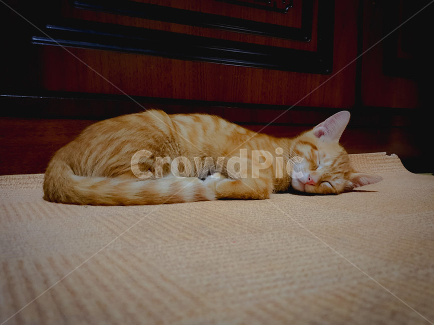 abyssinian,아비시니아,animal,동물,cat,애완동물,pet,포유류,mammal,고양이,잠자는,반려동물,냥이,kitten,kitty,반려묘,귀여운동물,동물,animal,포유류,mammal,고양이,cat,kitten,kitty