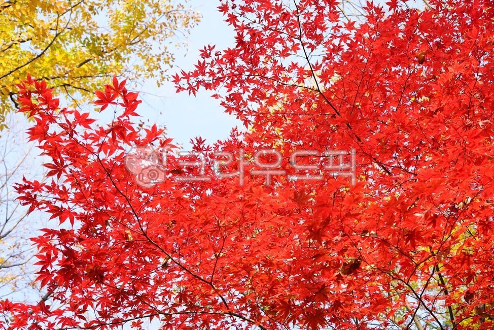 빨간색, 노란생, yellow, red, 하늘, 사진,이미지,일러스트,캘리그라피 - Glees작가