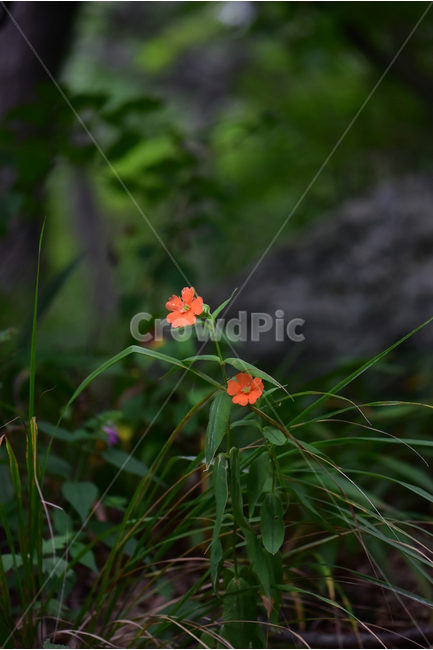 동자꽃,야생화,식물,자연,꽃,생태,힐링,플라워,wildflower,flower,plants,nature,season,감성,느낌,emotion,feeling,여름,오렌지색,여러해살이풀,석죽과,동자꽃속,식물,자연,plants,nature,꽃,flower