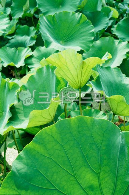 여름, 연잎, 연자방, 초록, leaf, 사진,이미지,일러스트,캘리그라피 - Ngowjd770703작가