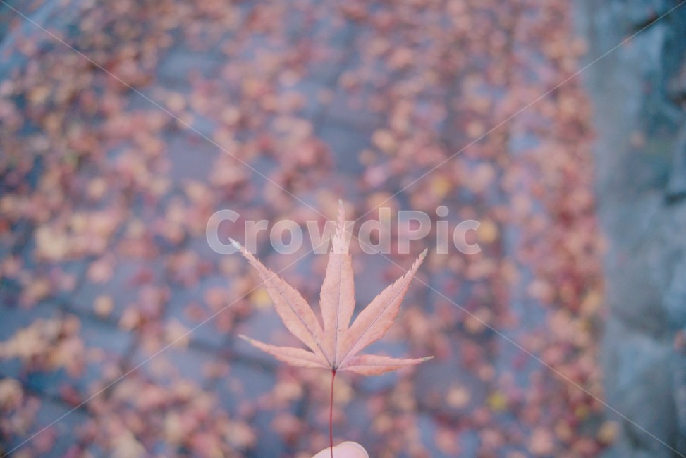 가을,낙엽,단풍,자연,주운낙엽,fall,가을,계절,fall,autumn,season,plant,식물,leaf,잎,tree,나무