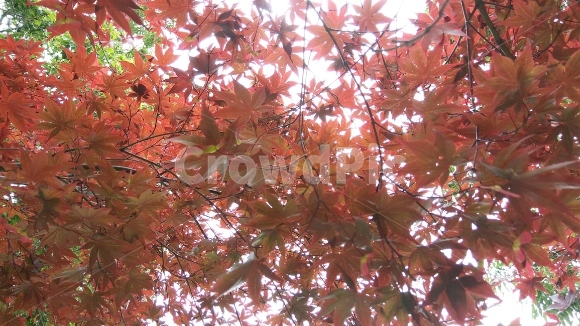 단풍,가을,붉은색,단풍잎,maple