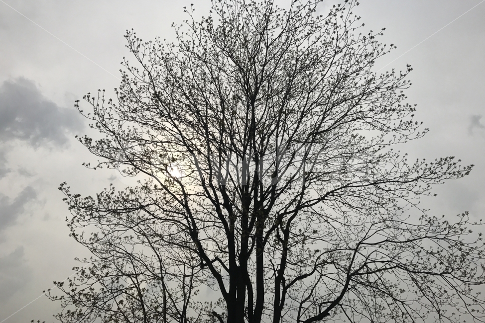 풍경,하늘,구름,해,햇빛,흐림,나무,식물,웅장한,tree,sun,자연,풍경,nature,landscape,식물,plants,나무,trees,wood,plant,tree trunk,나무 줄기