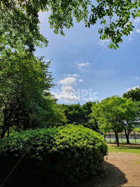 숲,나무,하늘,공원,초록,tree