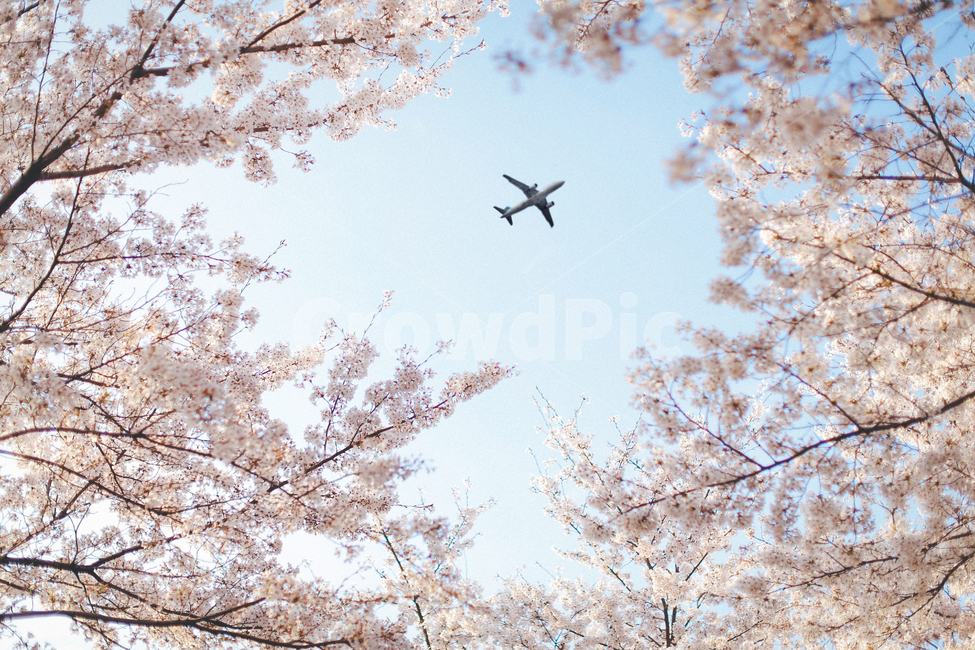 풍경,하늘,비행기,꽃,벚꽃,항공기,자연,나무,봄,계절,spring,season,교통,교통수단,traffic,transportation