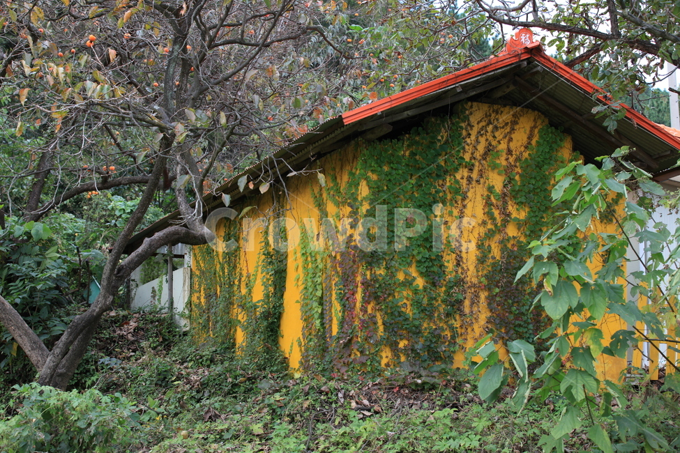 담쟁이,감나무,잡초,벽,건물,옥외,자연,창고,가을,wall,building,nature,농촌,시골,집,house