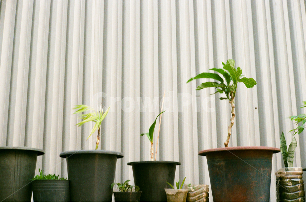 망원동,식물,화분,나무,심플,골목길,필름사진,mangwon,pot,plant,tree,simple,alley,판넬,panel,임시건물,아기자기,tiny,초록,green,실내용화초,화분,화초,house plant
