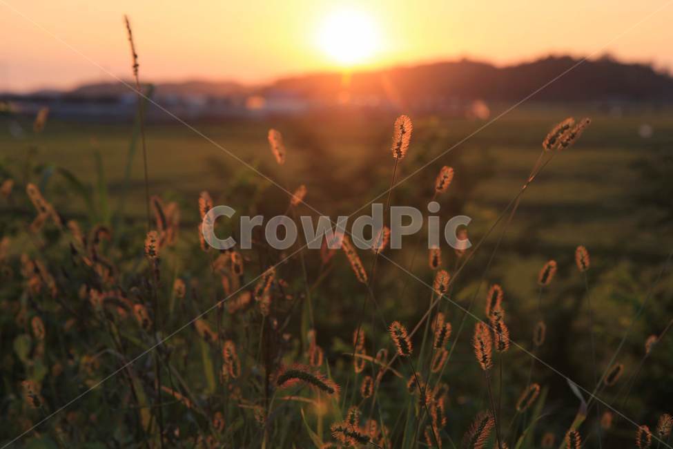 가을,강아지풀,감성,sunset,일몰,autumn,자연,nature,mackerel,가을,계절,fall,autumn,season,식물,자연,plants,nature,grass,잔디,plant