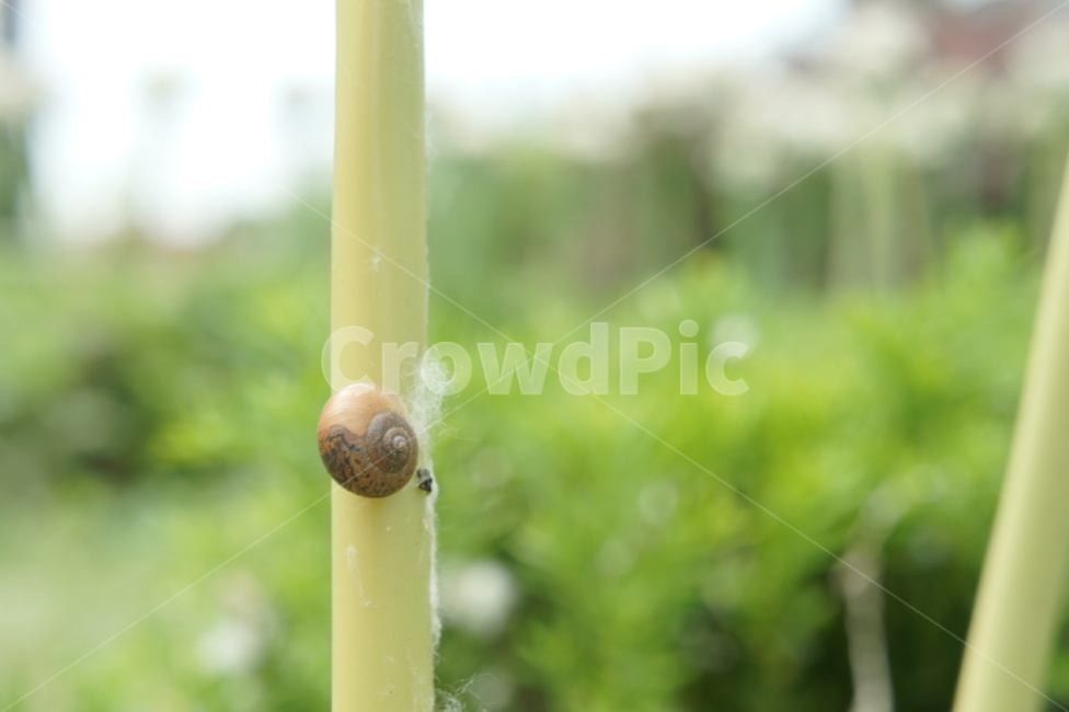 달팽이,식물,plant,줄기,snail,동물,animal