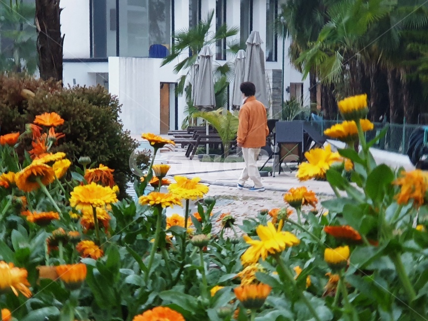 꽃,주황색,할머니,산책,flower