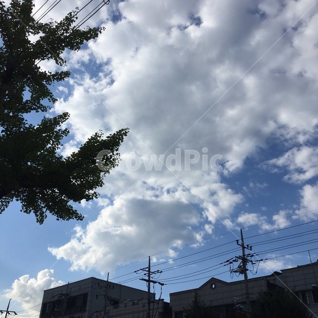 하늘,구름,나무,sky,흐림,건물,전봇대