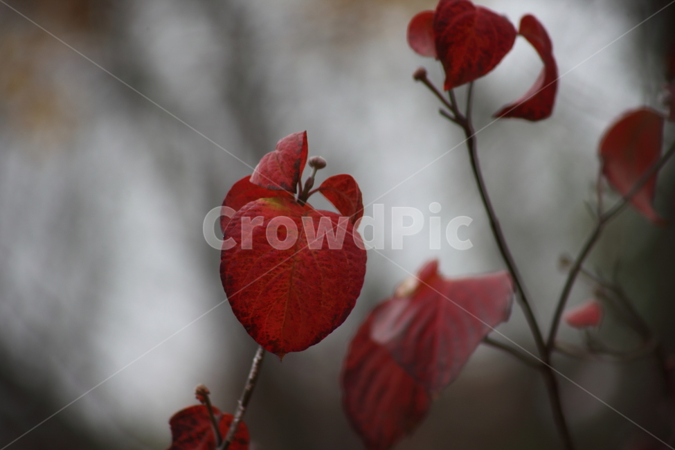 단풍,꽃산딸나무,빨강,가을,floweringdogwood,가을,계절,fall,autumn,season,식물,자연,plants,nature,veins,정맥