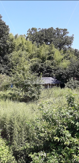 촌집,시골집,고향집,산골집,추억,그리움,산촌,계절,숲속,풍경