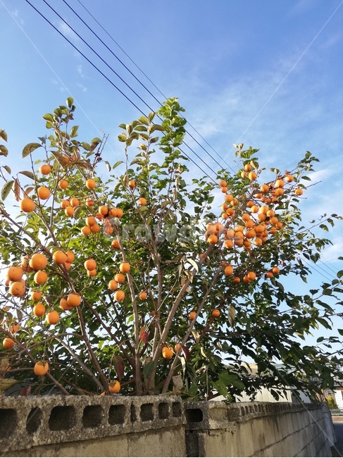 감나무,홍시,가을,가을감나무,감나무집,과일,열매,fruit