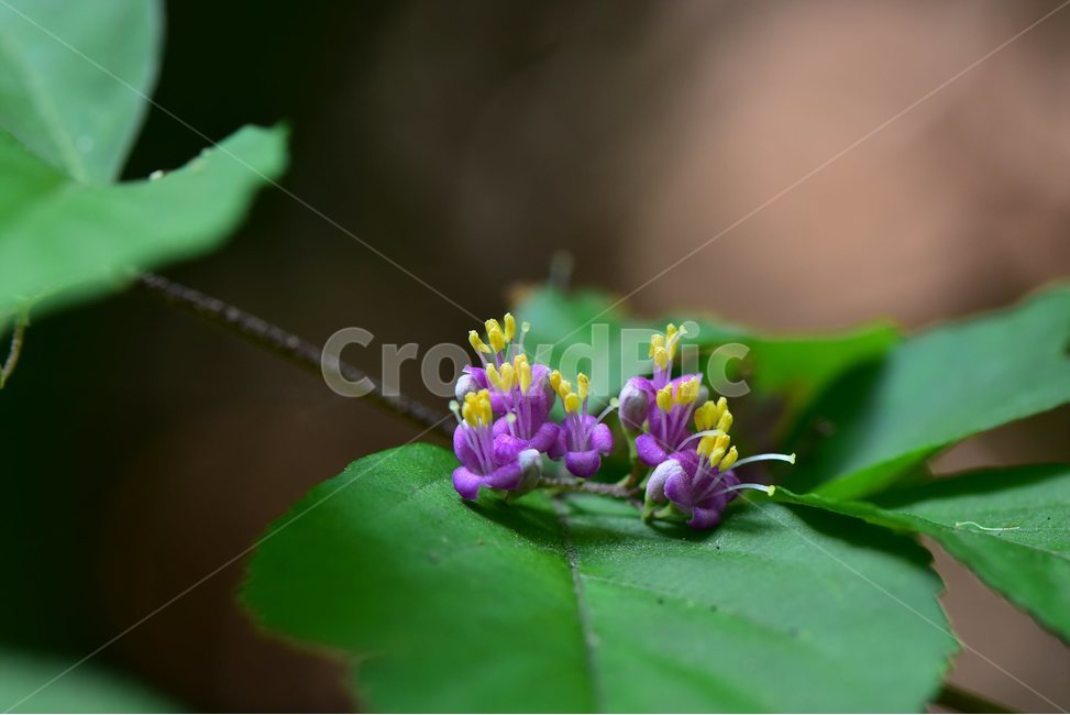 작살나무,야생화,생태,식물,자연,꽃,힐링,플라워,wildflower,flower,plants,nature,season,감성,느낌,emotion,feeling,목본,식물,자연,plants,nature,꽃,flower