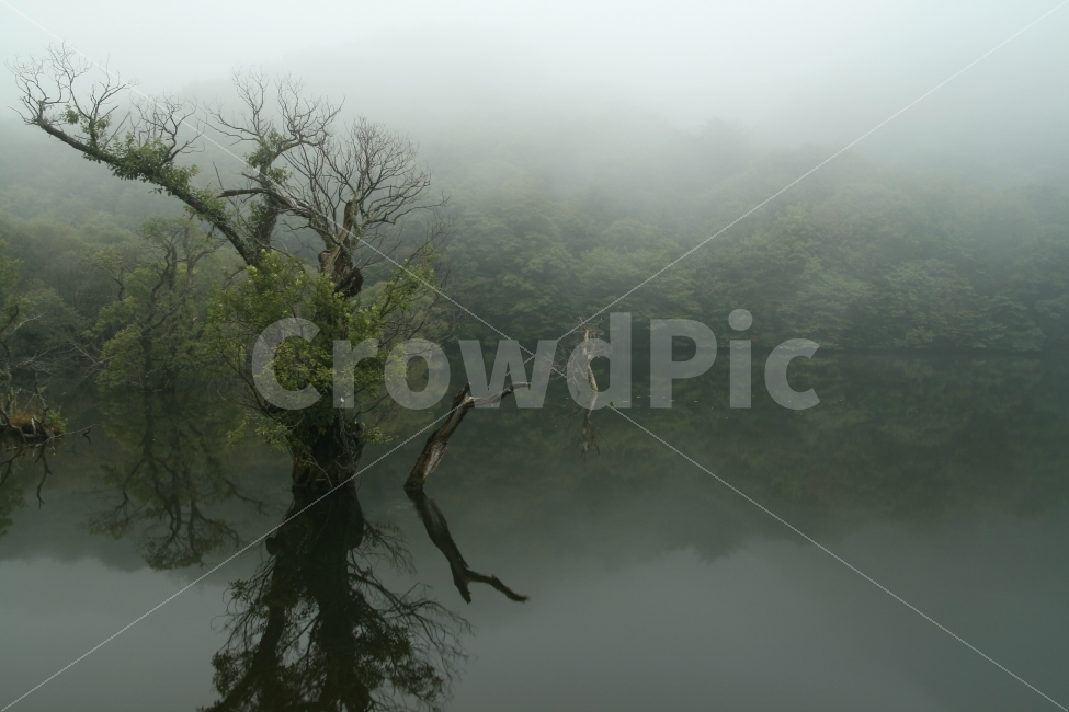 캐논,주산지,왕버들나무,청송,새벽,자연,풍경,nature,landscape,weather,날씨,outdoors,옥외