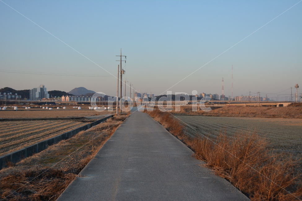 도로,전봇대,겨울,논,road